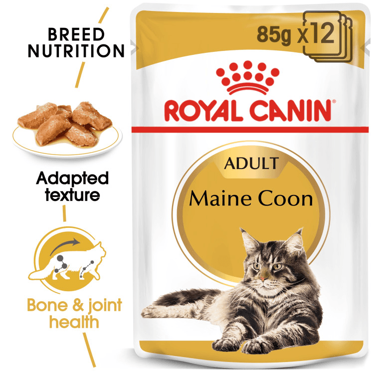 rc-adult-maine coon.png